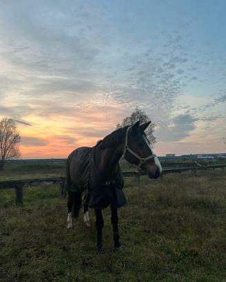Cavallo sella italiano 8 anni