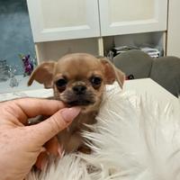 Cuccioli di Chihuahua mini