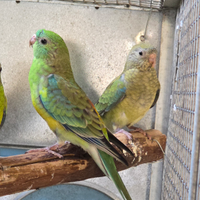 Parrocchetto groppone