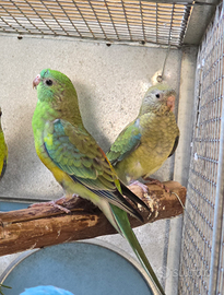 Parrocchetto groppone