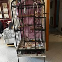 Voliera per pappagalli