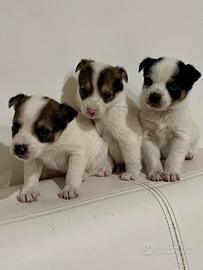 Cuccioli di chihuahua toy