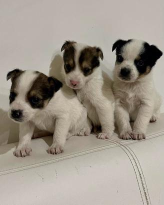 Cuccioli di chihuahua toy