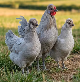 Araucana inglese gallo, galline