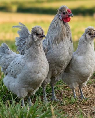 Araucana inglese gallo, galline