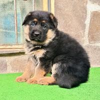 Cuccioli di Pastore Tedesco con pedigree ENCI