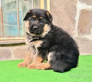 Cuccioli di Pastore Tedesco con pedigree ENCI