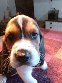 Beagle tricolore con pedigree