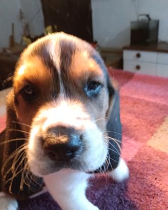 Beagle tricolore con pedigree