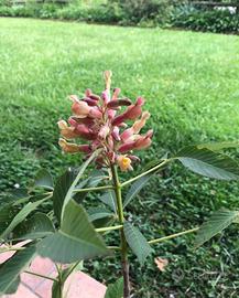 pianta di aesculus pavia koehnei, ippocastano