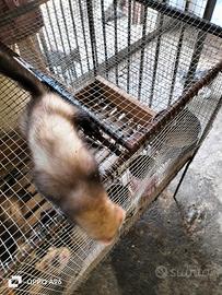 Furetti giovani