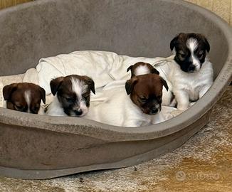 Cuccioli di Jack Russell broken