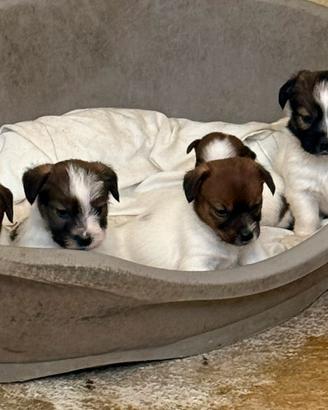 Cuccioli di Jack Russell broken