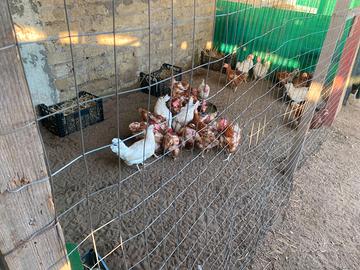 Vend galline e coniglietti nani ariete testa di le