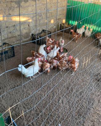 Vend galline e coniglietti nani ariete testa di le