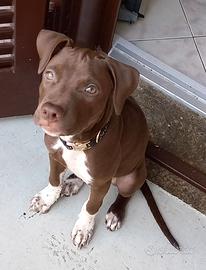 Splendida cucciola di American Pitbull Terrier
