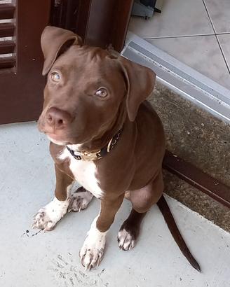 Splendida cucciola di American Pitbull Terrier