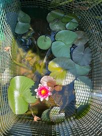 Ninfea rosa