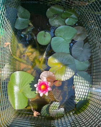 Ninfea rosa