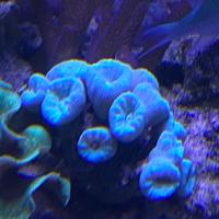 Corallo LPS Caulastrea