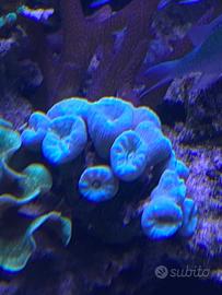 Corallo LPS Caulastrea