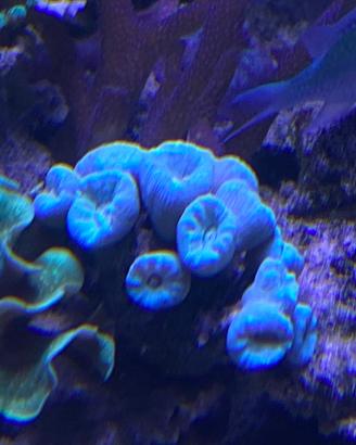 Corallo LPS Caulastrea