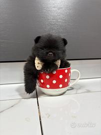 STUPENDO volpino pomerania TOY 400 Grammi Pedigree