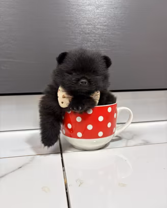 STUPENDO volpino pomerania TOY 400 Grammi Pedigree