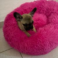 Bulldog francese