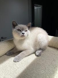 Cuccioli British shorthair