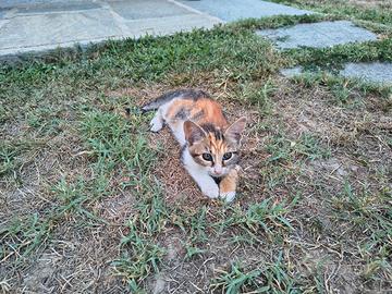 gattini da casa da  famiglia .