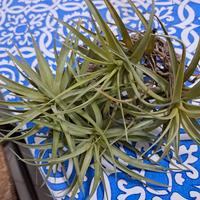 Germogli di Tillandsia Aeranthos