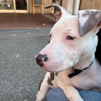 Pitbull cane amstaff