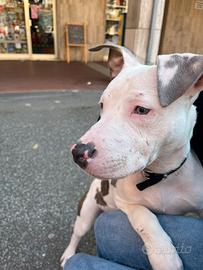 Pitbull cane amstaff