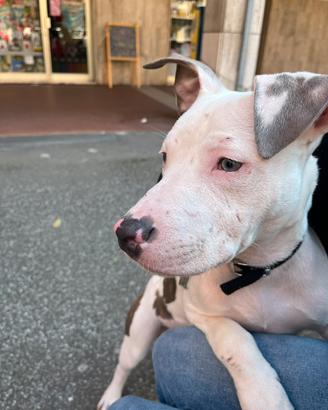 Pitbull cane amstaff