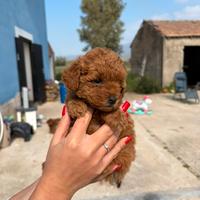 Barboncini toy minitoy e teacup