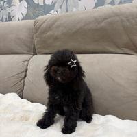 Barboncino femmina Nera