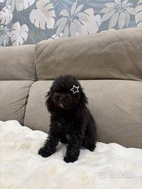 Barboncino femmina Nera