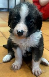 Cuccioli di incrocio border collie