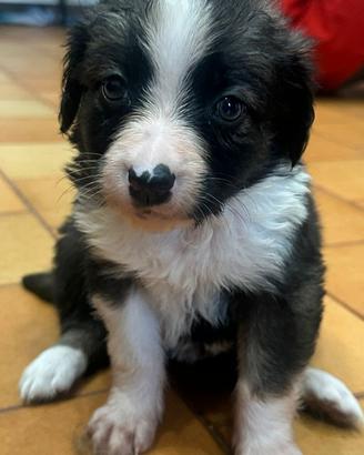 Cuccioli di incrocio border collie