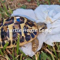 Tartatuga Testudo Hermanni/Graeca/marginata