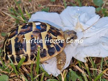 Tartatuga Testudo Hermanni/Graeca/marginata