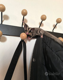 Petauro dello zucchero baby