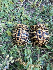 Tartarughe di terra baby