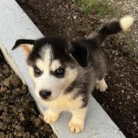 Cuccioli Siberian Husky ENCI