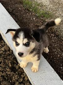 Cuccioli Siberian Husky ENCI