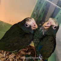 Pappagalli Pionus Senilis e Menstrus DA IMBECCO