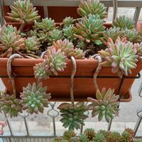 Pianta sedum in vaso