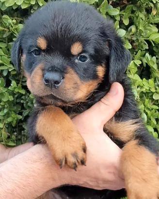 Rottweiler PUPPY