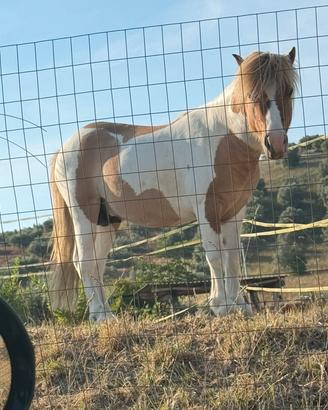 Pony intero